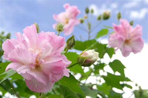 芙蓉種植方法|芙蓉の育て方｜種まきや剪定、挿し木の時期と方法 